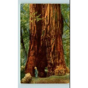 Postcard 1953 A Child among the Giant Red Woods at Mill Valley California 1953?